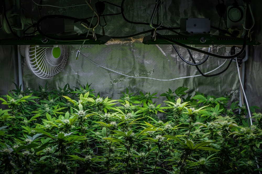 Cannabis Grow Tent Setup