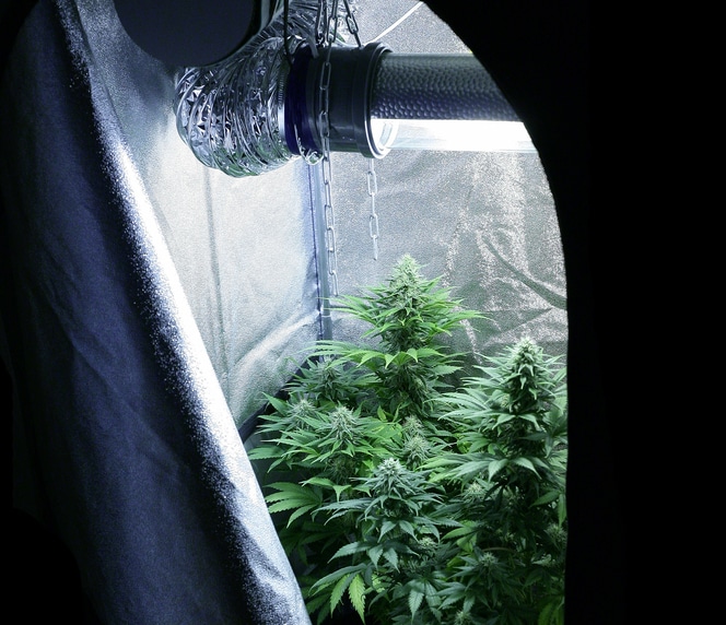 Cannabis grow tent setup underneath a HPS sodium light with plants in late flowering stage