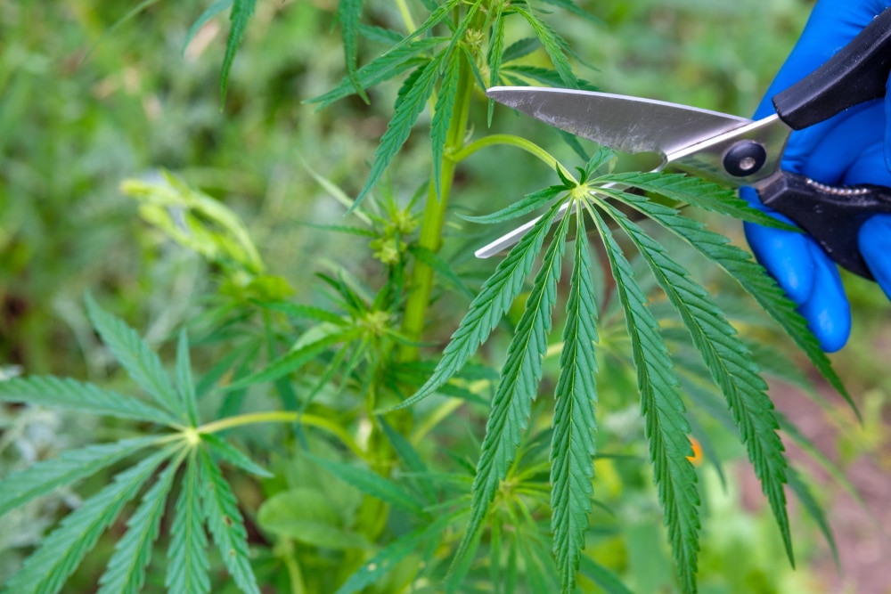 Trimming cannabis fan leaves with scissors