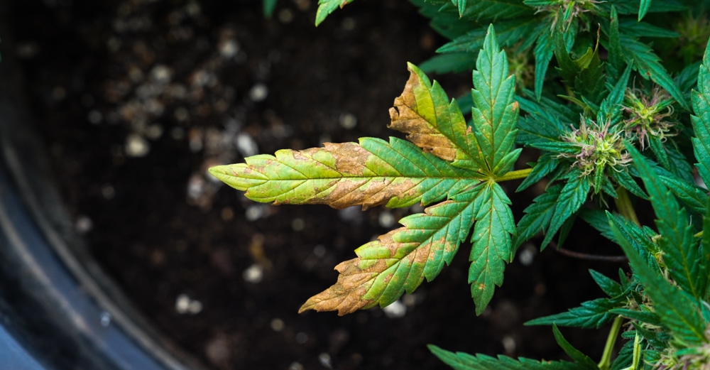 Cannabis sugar leaf with buds in early flower. One instance where brown spots on weed may not be an issue.