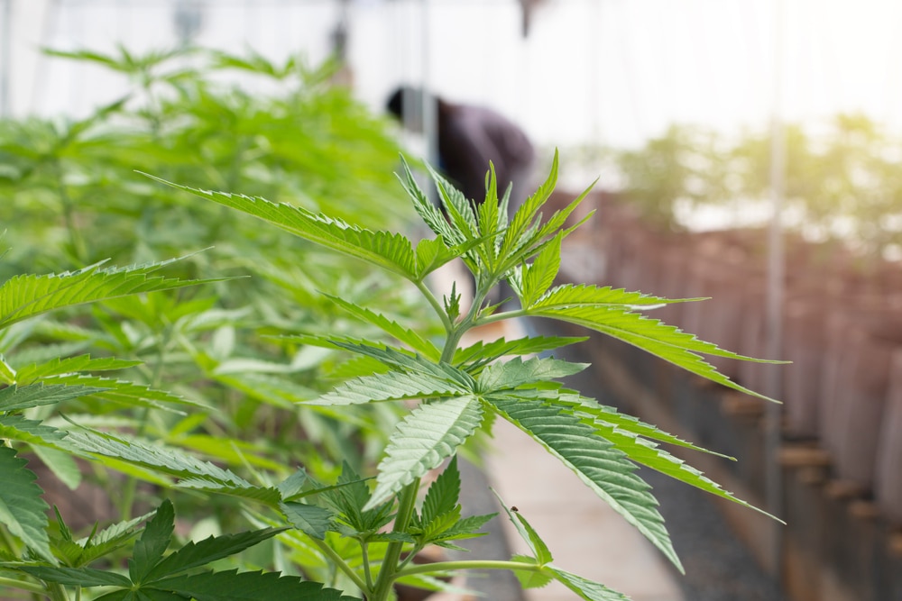 Healthy cannabis plant in the late vegetative stage. 