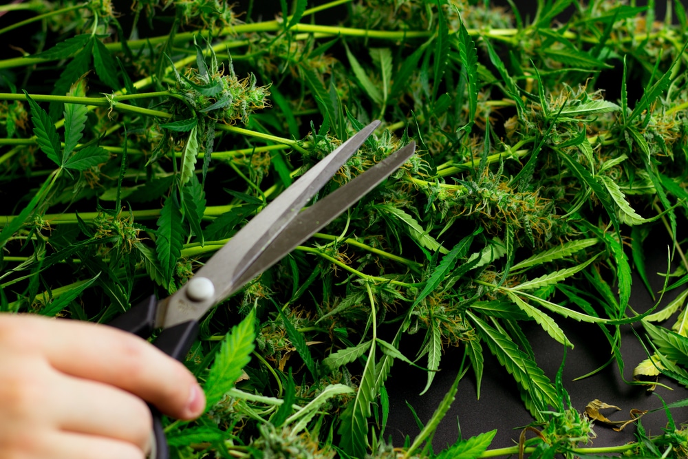 Cannabis fan leaves, topping plants