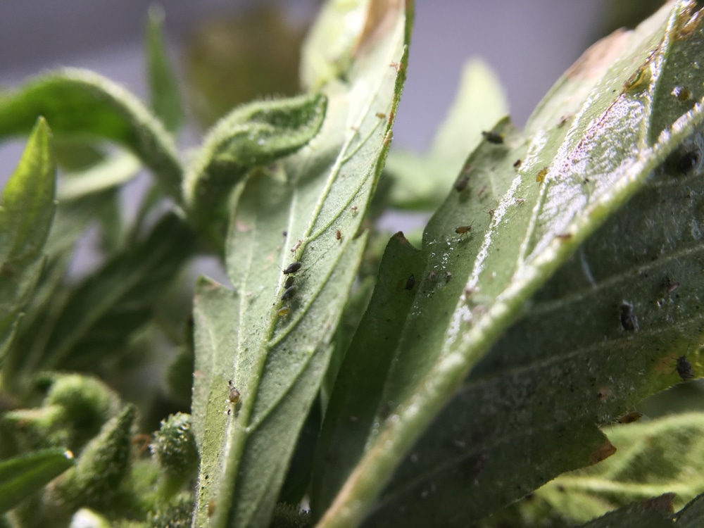 fungus gnats in cannabis