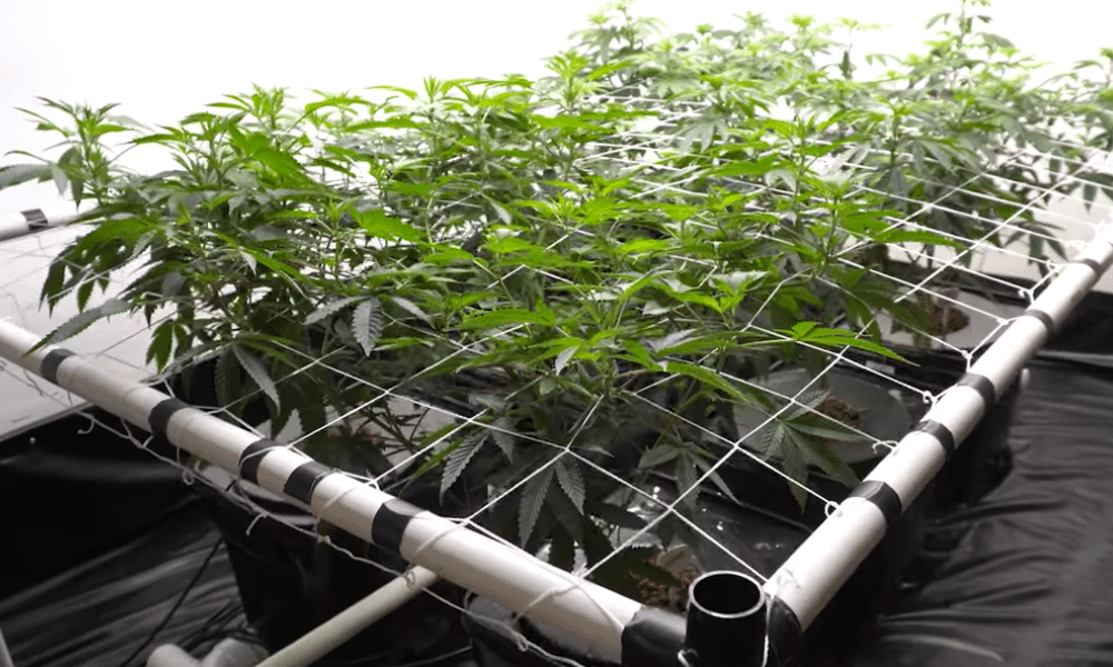 pots for scrog