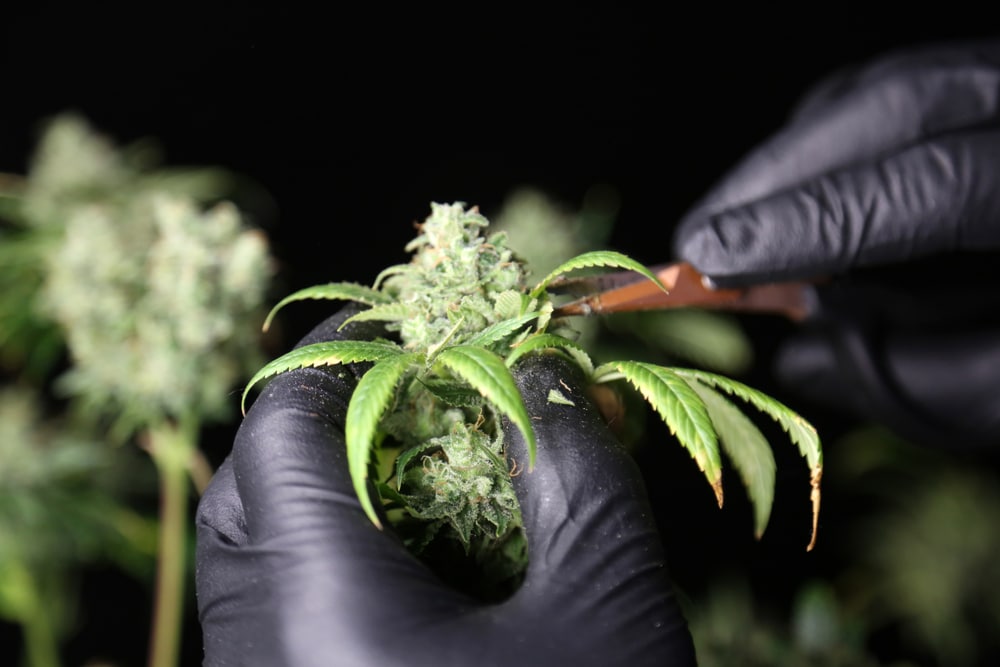 Cannabis sugar leaves being trimmed off a bud