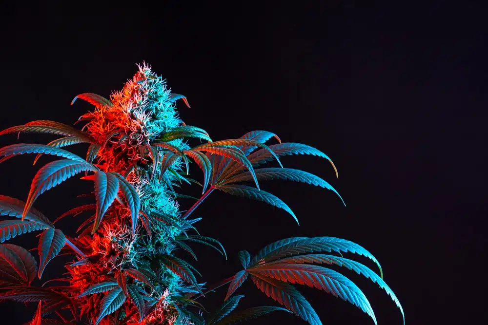 weed strains for creativity, dimly lit cannabis flower