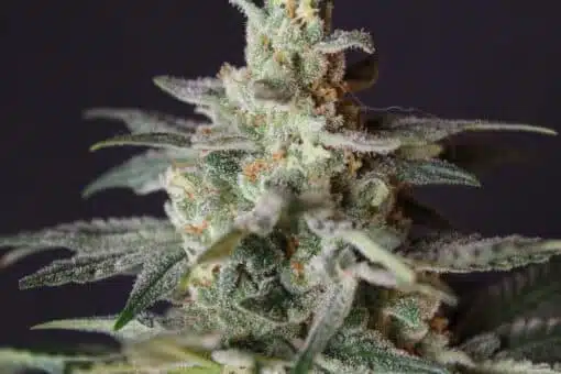 Best strains for watching TV, Citrus Skunk