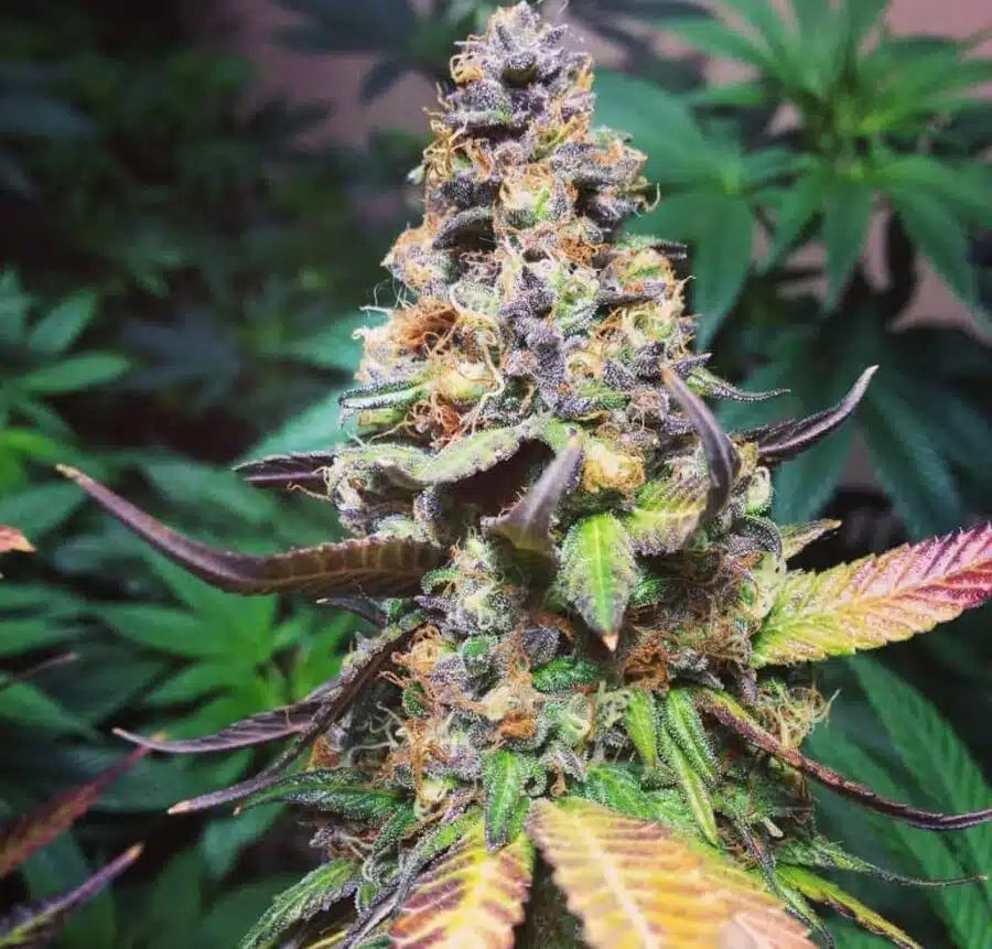 Best strains for watching TV, Yoda OG