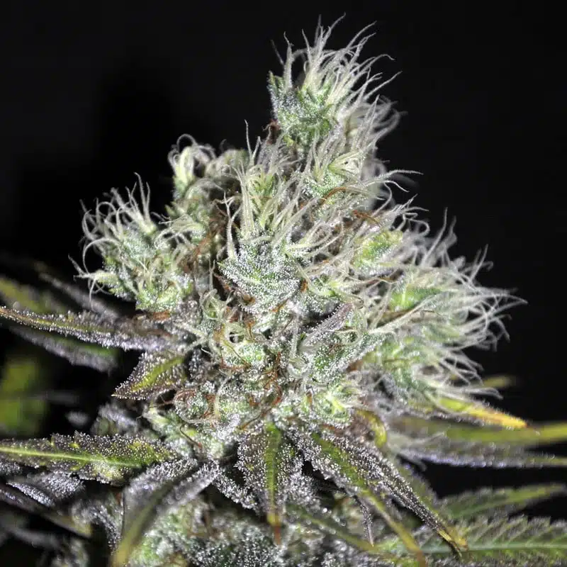 Best weed strains for weight loss CBD Medi Haze