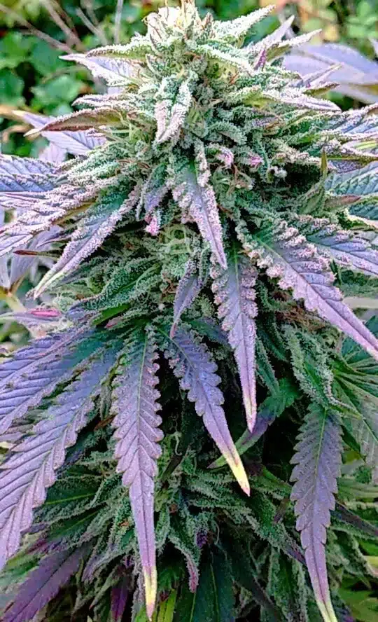 Best weed strains for weight loss Harle-Tsu