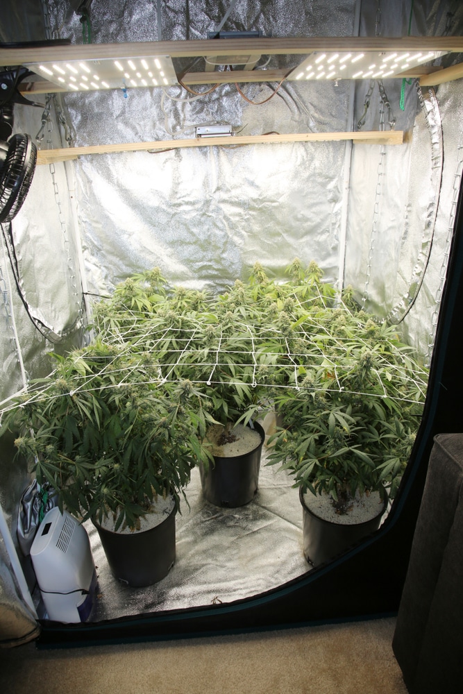 Grow tent with plants in screen of green netting
