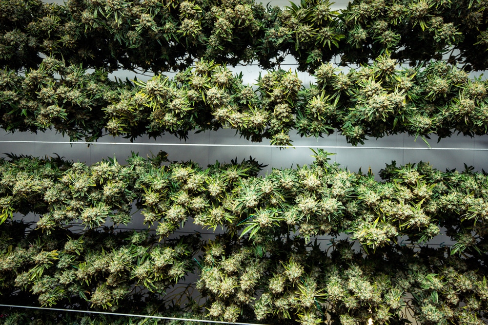 Screen of green, drying and curing buds
