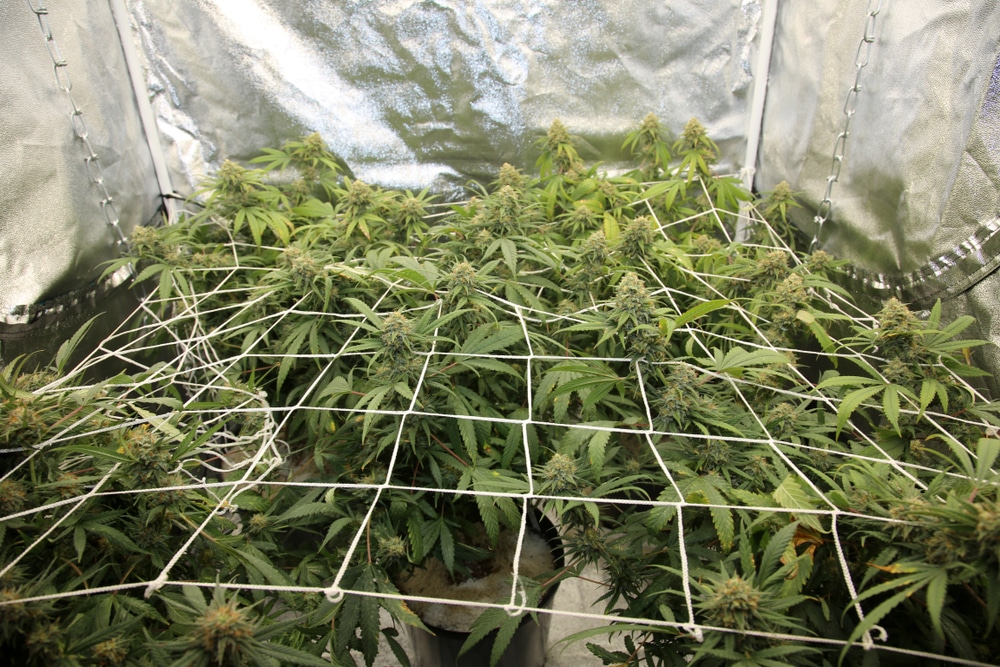 Young plants in a grow tent with a screen of green setup