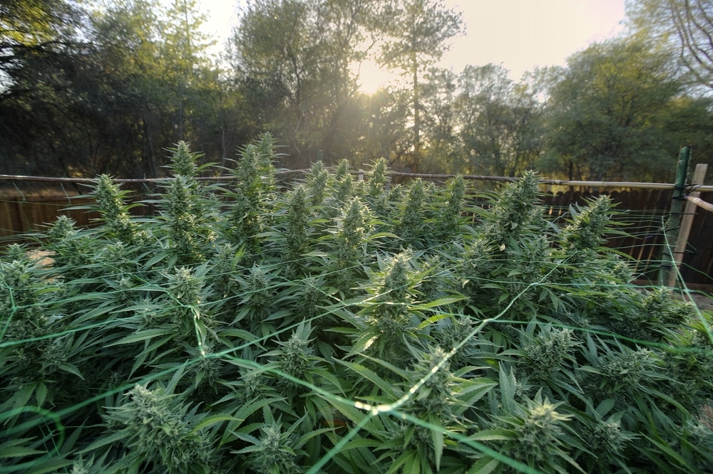 Screen of green on an outdoor cannabis grow