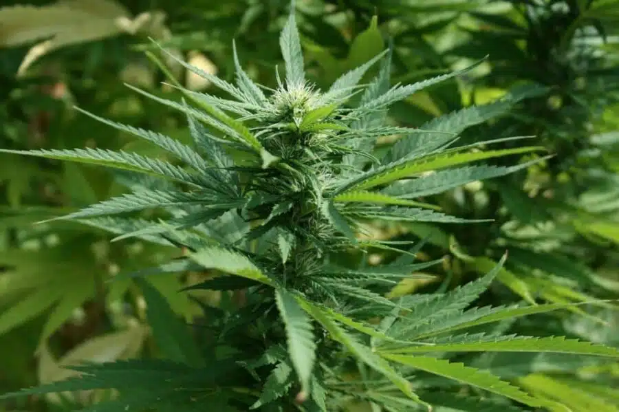 The best strains for Epilepsy, Ringos gift feminized