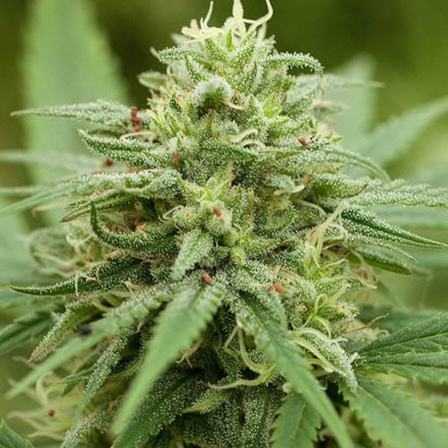 The best strains for PTSD and Anxiety, Pineapple express feminized