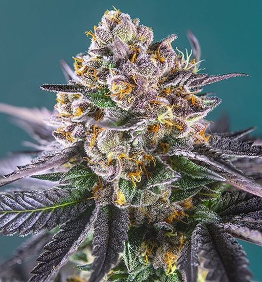 The best strains for PTSD and Anxiety, Strawberry banana feminized