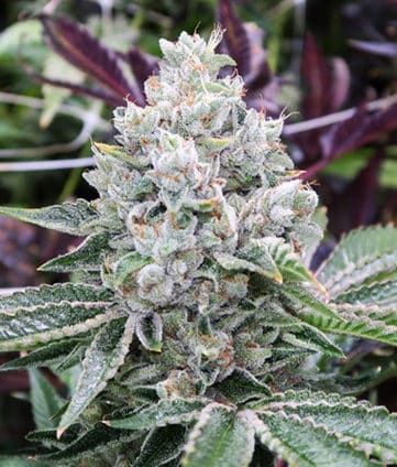 The-best-strains-for-PTSD-and-anxiety-Do-si-dos-feminized