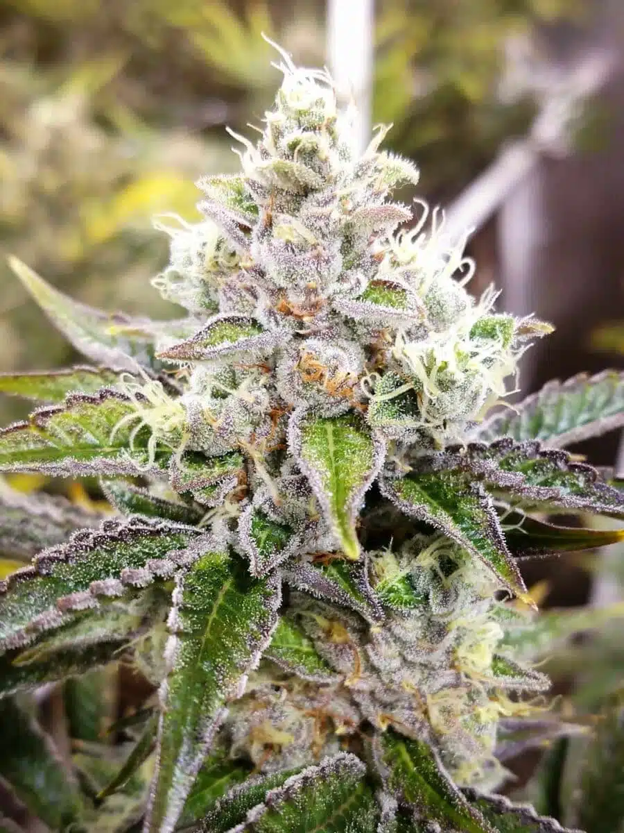 The best strains for PTSD and anxiety, Sour kush feminized