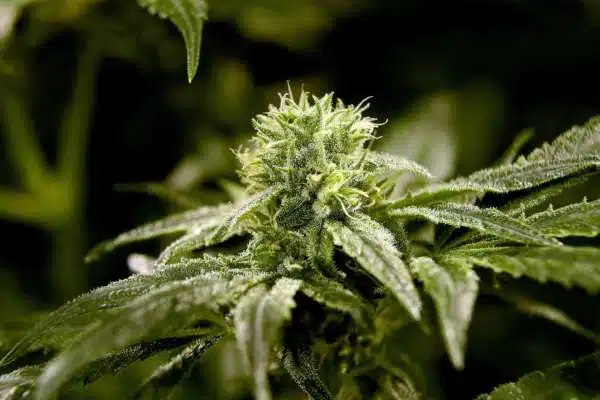 The best strains for epilepsy, Charlottes web CBD