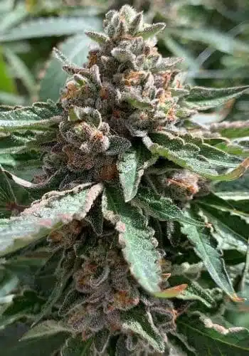 The best strains for music, Lambs bread feminized