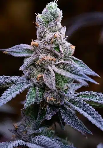 The best strains for music, Mimosa feminized
