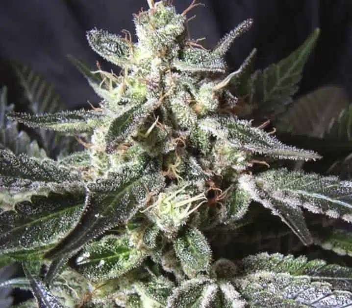 The best weed for increasing focus, Black jack autoflower