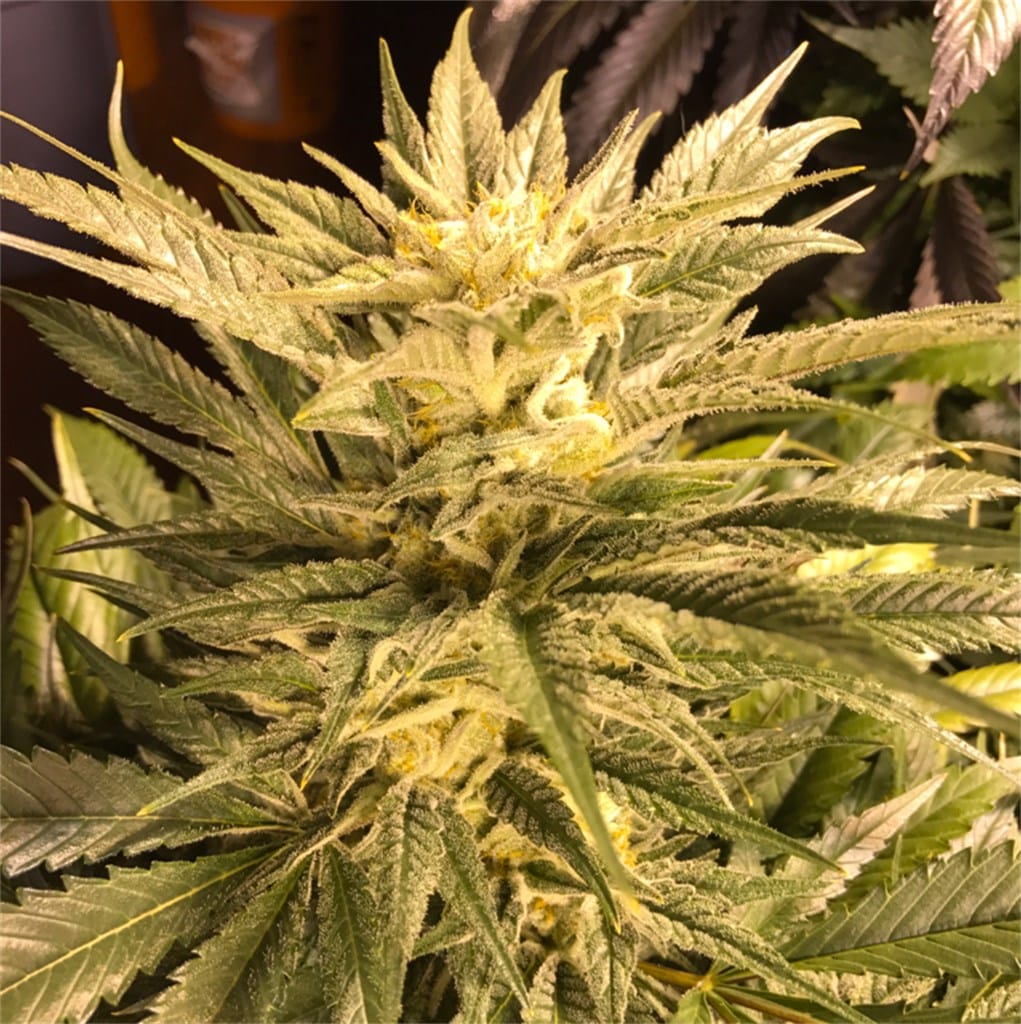 The best weed for increasing focus, Cinex feminized