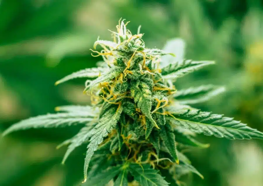 The best weed for increasing focus, Harlequin