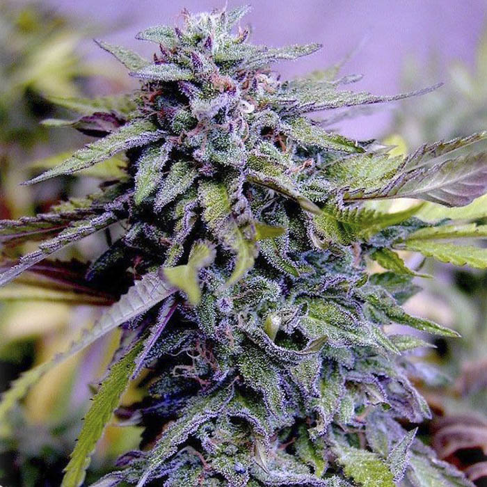 The best strains for Stress, Granddaddy Purple
