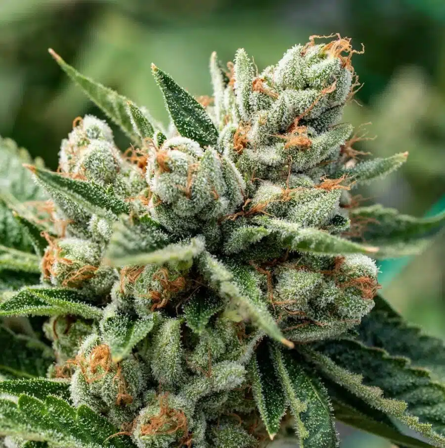 The best strains for Stress, OG Kush