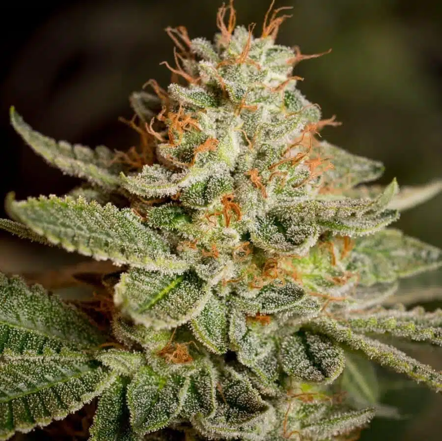 The best strains for Stress, Sour Diesel