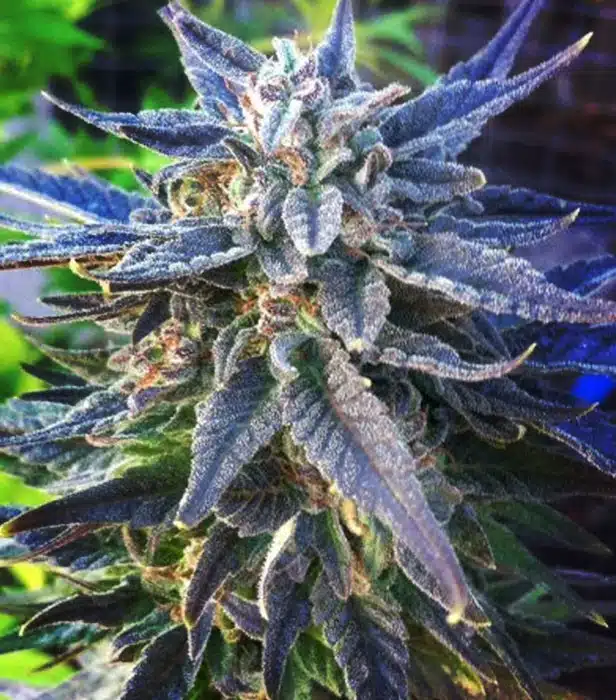 Strains for Nausea 