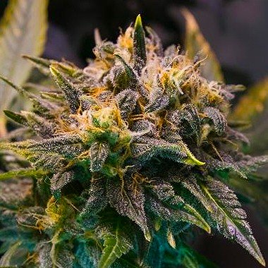 The best strains for music, Strawberry Cough Feminized