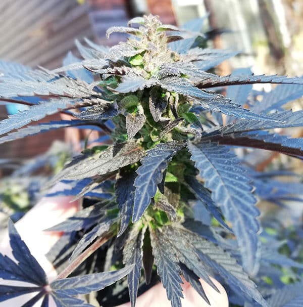 The best weed for increasing focus, fruit spirit feminized