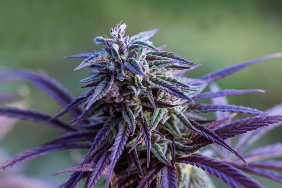 The best weed strains for increasing focus, featured image