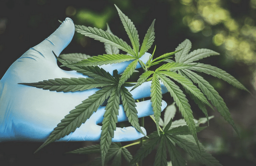 A close-up of a hand, wearing blue gloves, tenderly touching the leaves of a cannabis plant, showcasing the phase of cannabis not flowering.