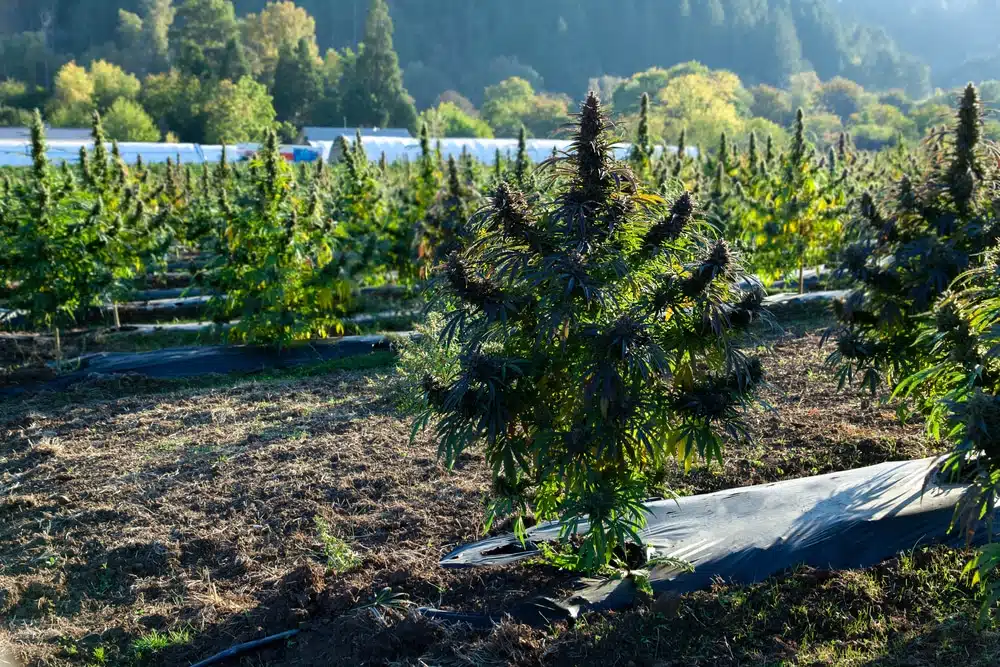 Cannabis plants growing outdoors