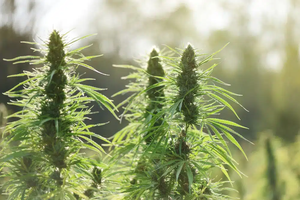 Three large cannabis colas on outdoor plants