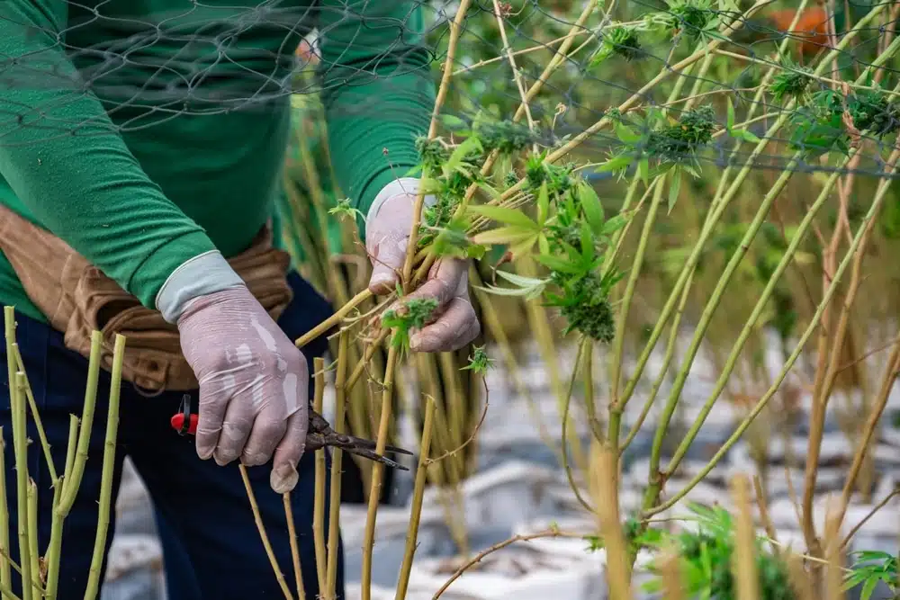 Worker harvesting an outdoor cannabis plant