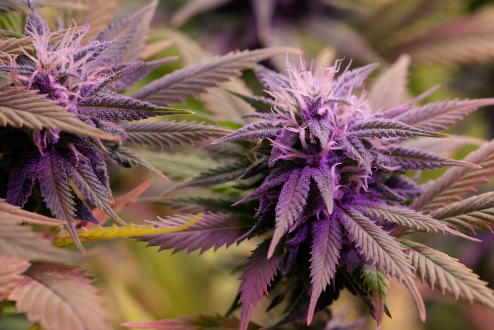 Purple cannabis flowers