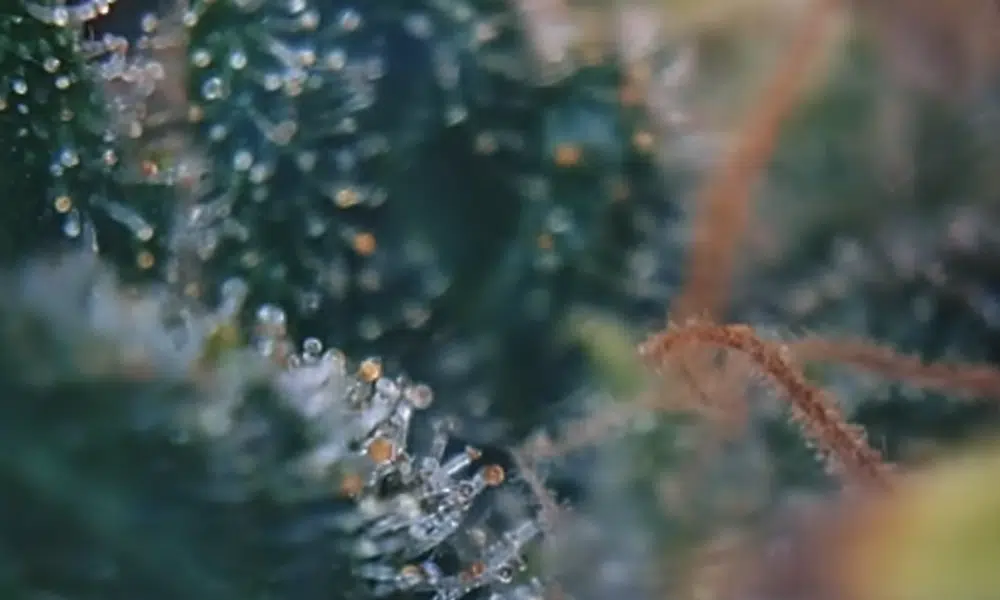 | The Seed Fair amber trichomes