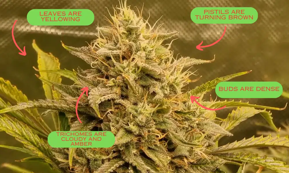 | The Seed Fair when your autoflower is ready to harvest