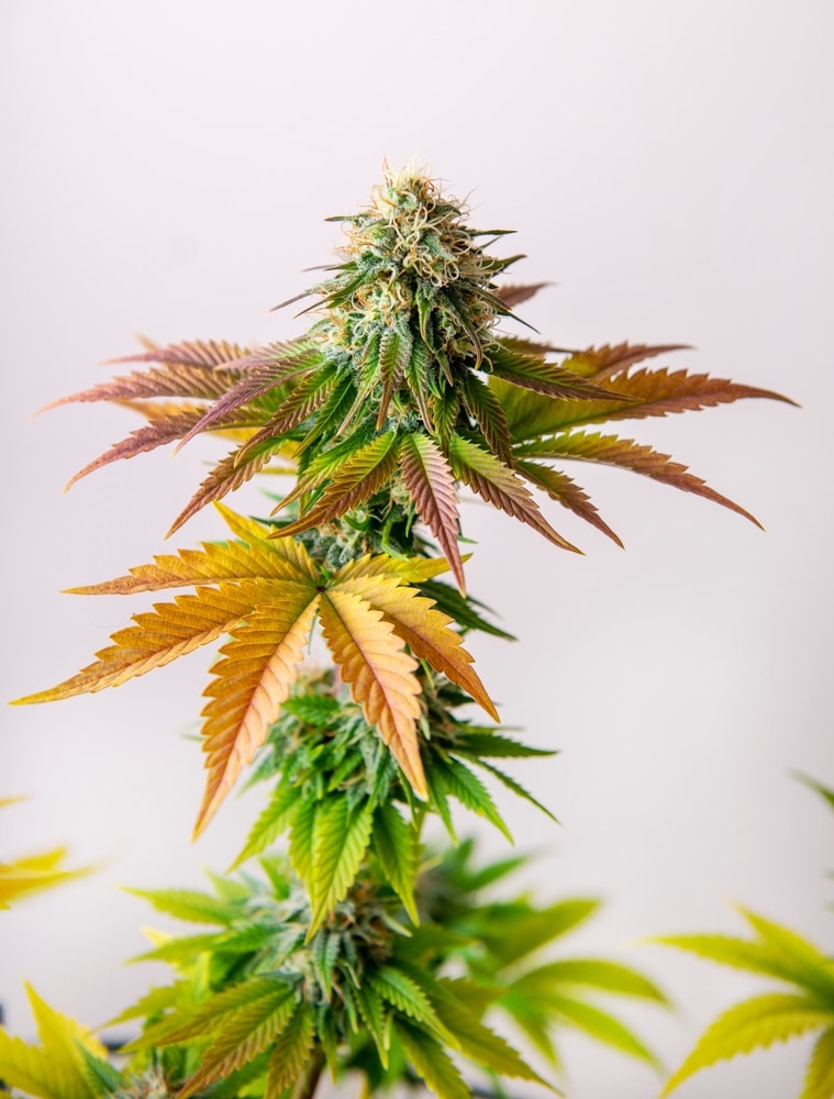 Cannabis flowers of the white Critical strain, fully matured and ready for harvest, isolated over a backdrop, with some weed seedlings turning yellow, suggesting possible nutritional issues.