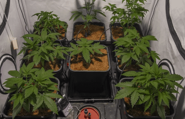 A collection of thriving cannabis plants in square pots, representing some of the best strains to grow indoors.