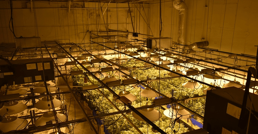 A warm, inviting indoor cannabis garden, full of yellow lights, illustrating the best strains to grow indoors