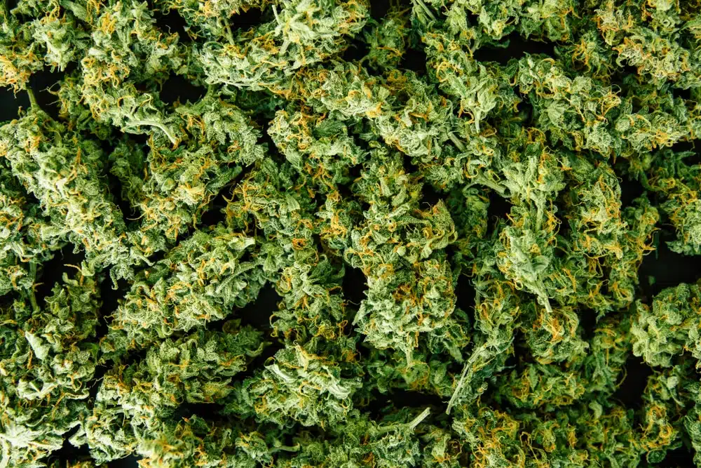 How to grow purple weed, harvested and trimmed buds ready for curing