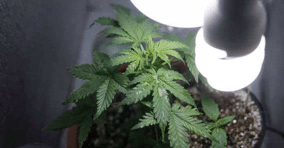 A single, robust cannabis plant in a pot, bathed in the light of a nearby bulb, one of the best strains to grow indoors.