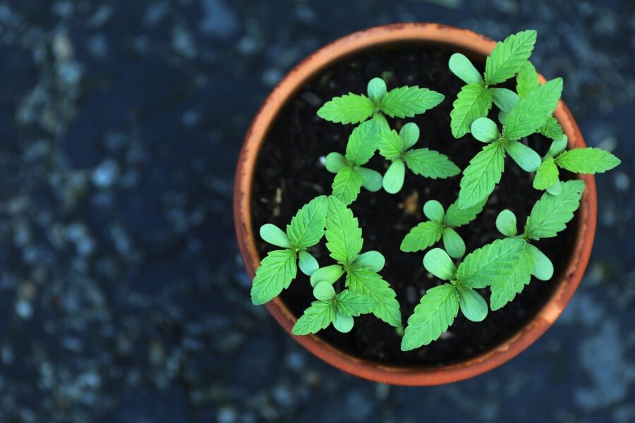 young cannabis plant flourishing healthily in a simple brown pot, representing the successful result of learning how to transplant cannabis seedlings