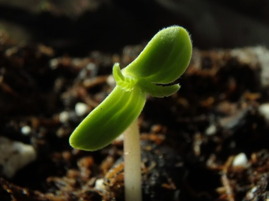 lose-up view of leggy cannabis seedlings, just sprouting from their tiny seeds, marking the start of their growth cycle